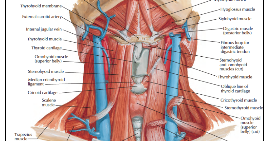 Head and Neck Anatomy: Infrahyoid Muscles / Ribbon Muscles