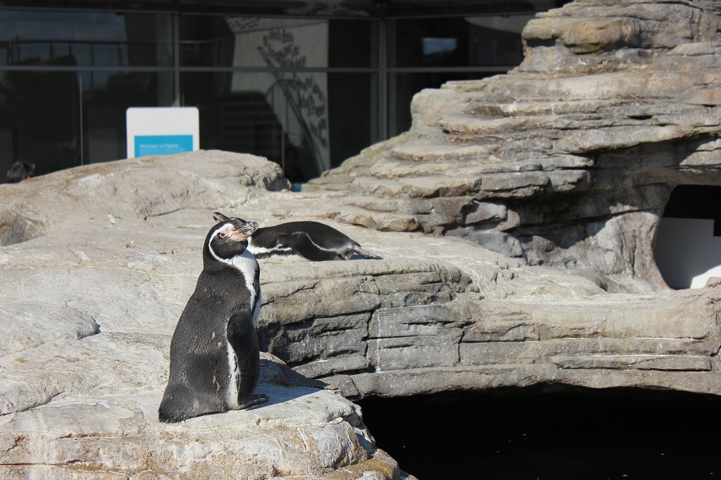roztomilý tučňák