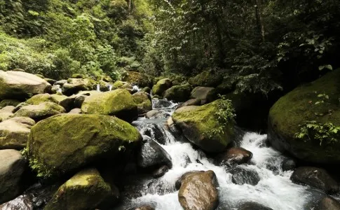 Artikel Bahasa Jawa tentang Lingkungan Hidup