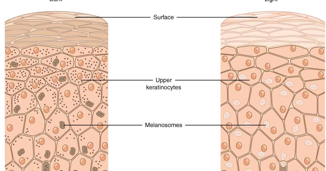 Пигмент меланин в каком слое. Меланоциты эпидермиса кожи. Клетки меланоциты в коже. Меланоциты строение клетки.