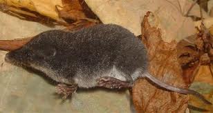 Musaraña alpina, Sorex alpinus