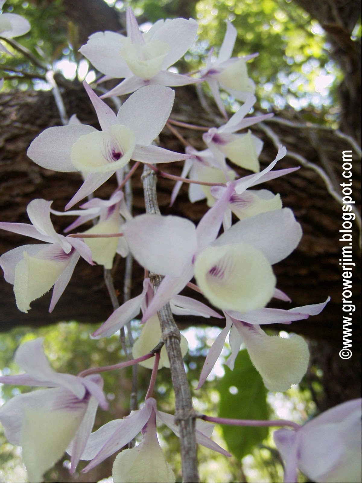 Garden Adventures Orchid waterfall