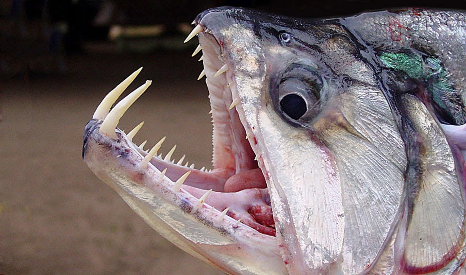 Payara, Vampire fish bite & teeth, Hydrolycus