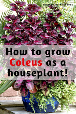 Coleus as a houseplant