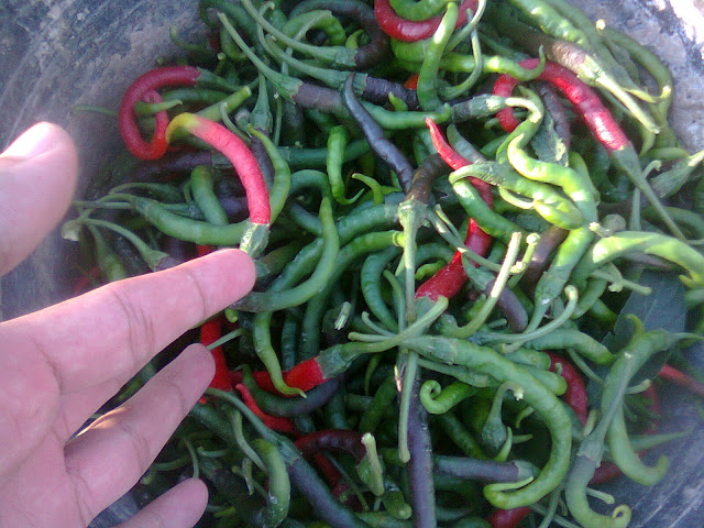 panen cabe merah