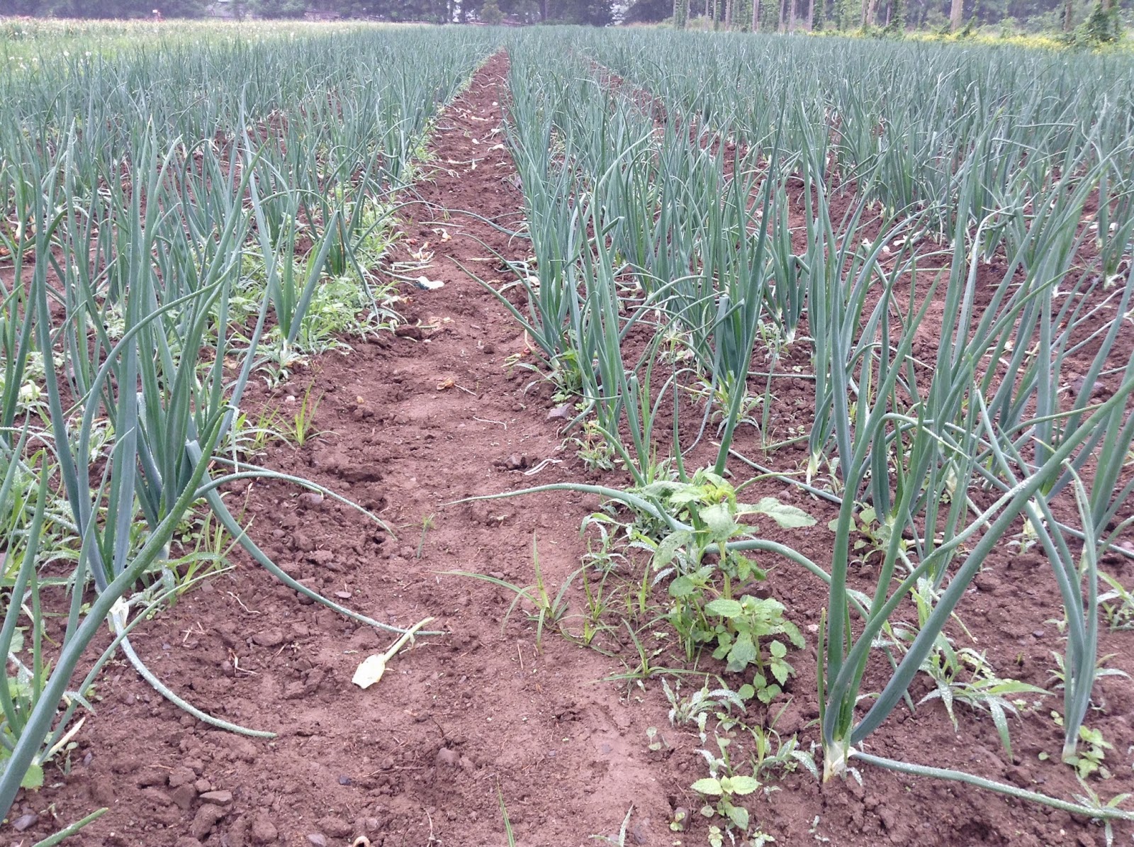 Spring Onions in the field