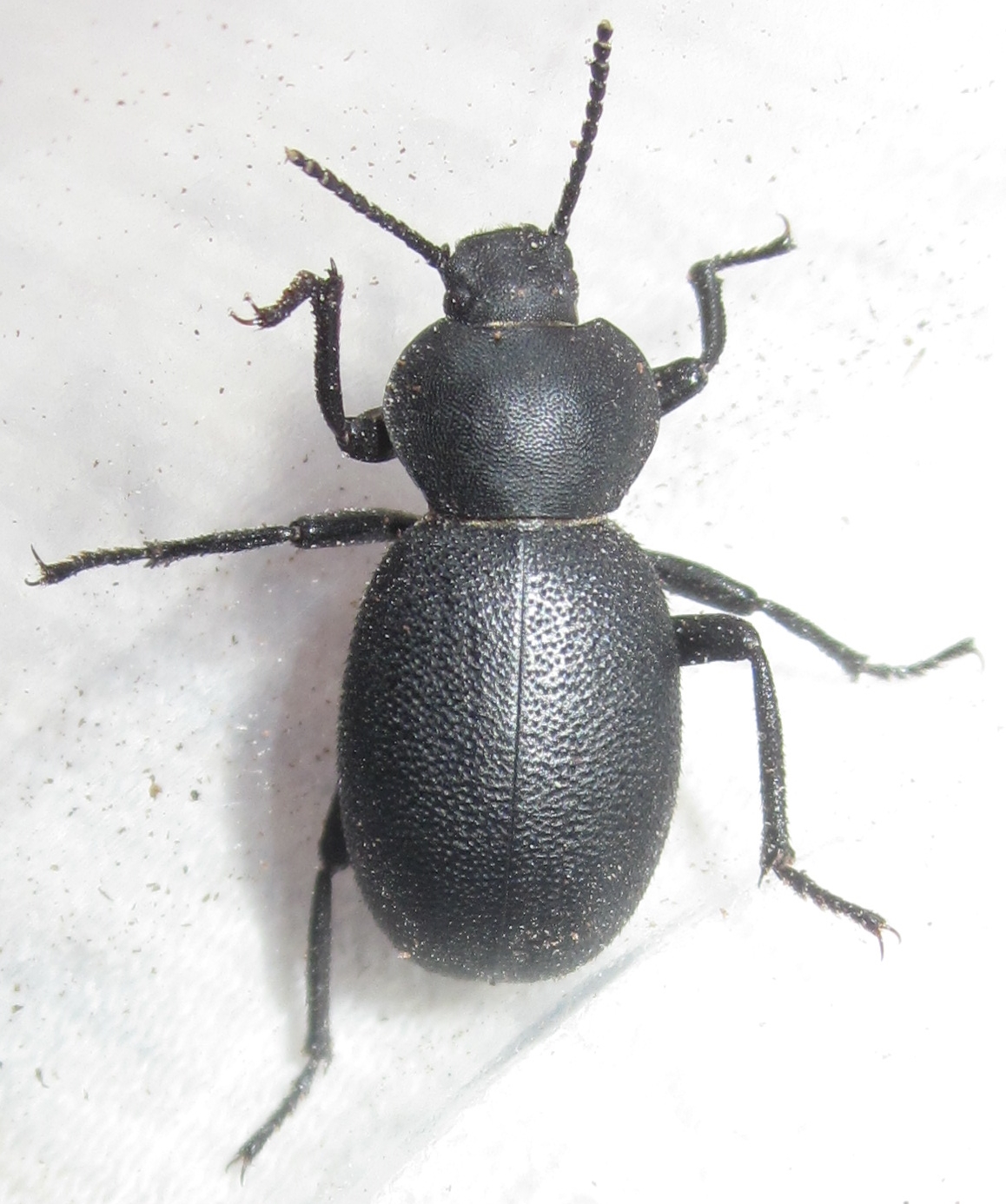 E.sp.Blapylis%252311.JPG