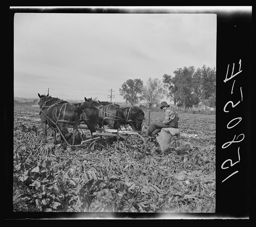 Sugar Beet Worker's Home Colorado 1938 Big Picture Agriculture
