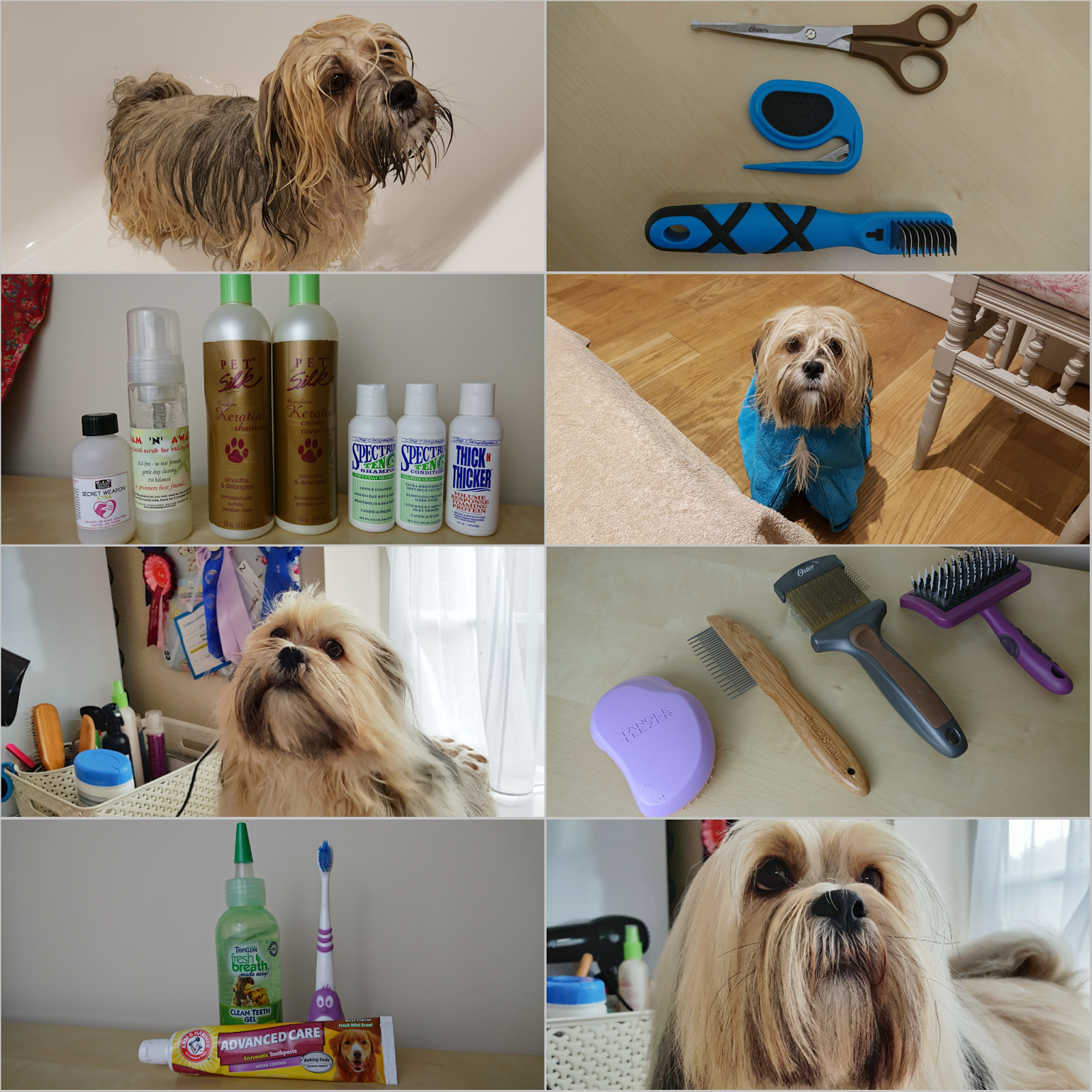 Grooming a Lhasa Apso Paws across Britain