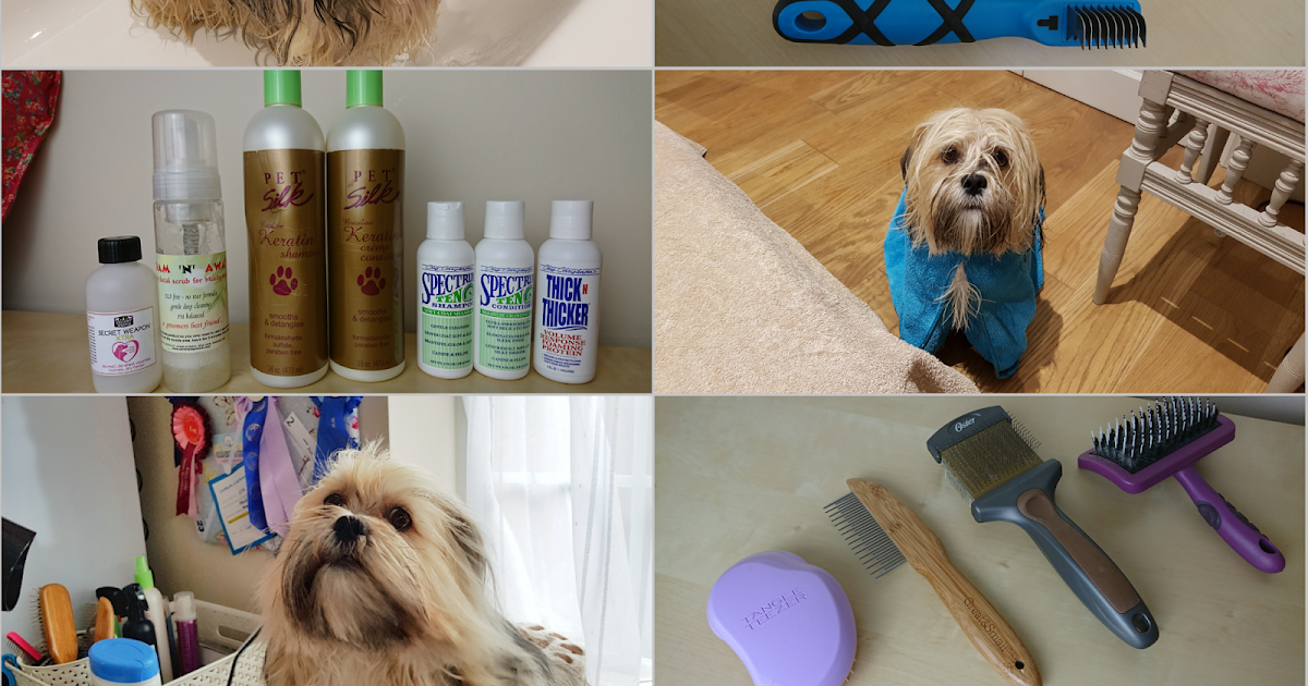 Grooming a Lhasa Apso Paws across Britain