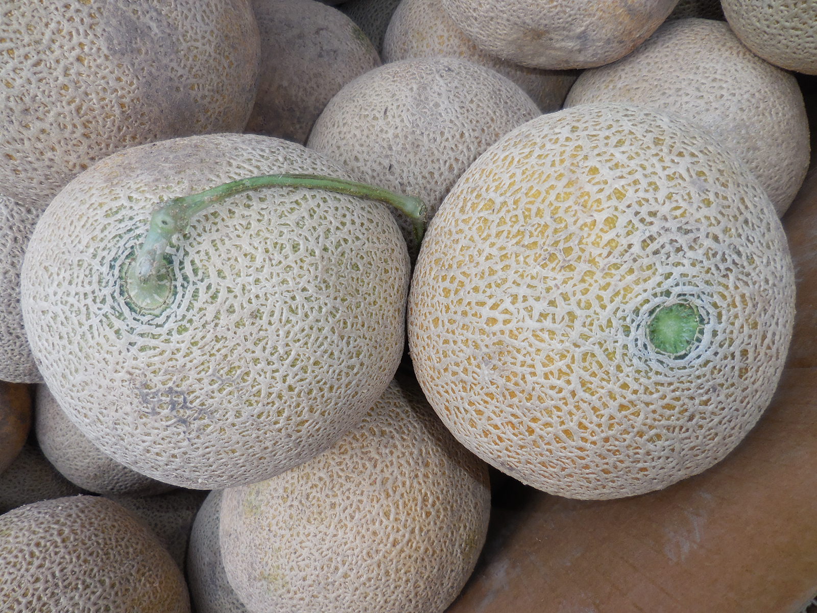 COHorts It's Melon Season!