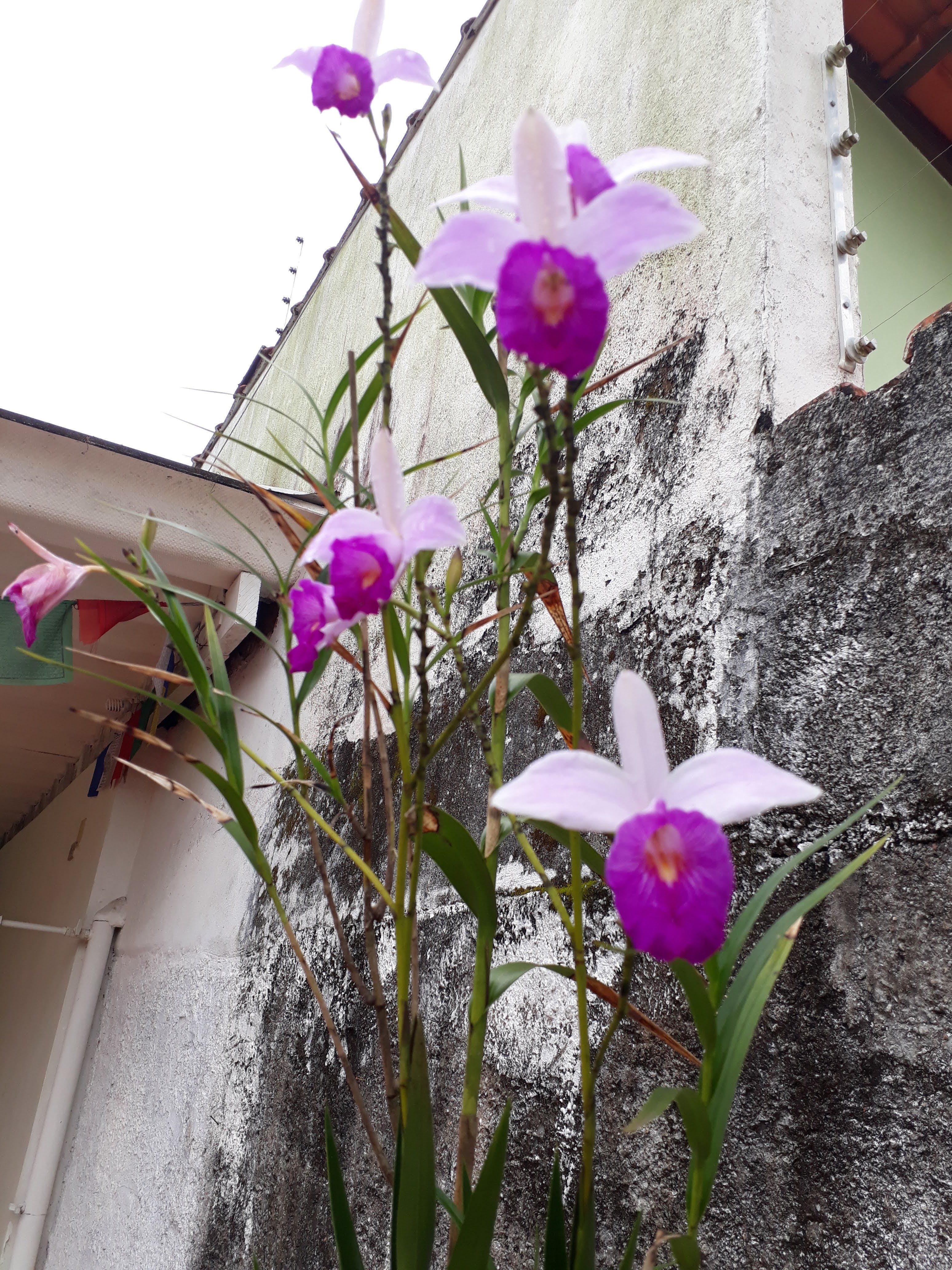 Orquídeas e Feng Shui