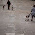 Γιατί όλοι στην Ισπανία εύχονται να είχαν σκύλο - Κατέληξαν να νοικιάζουν