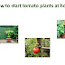 how to start tomato plants at home