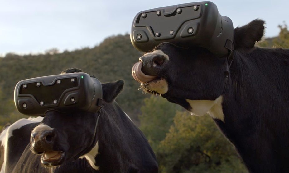Cows%2BWear%2BVR%2BGlasses.jpg