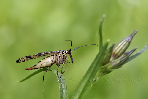 Mouche scorpion