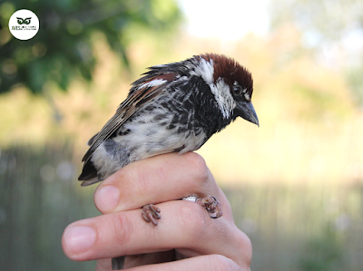 Macho de gorrión moruno (Passer hispaniolensis).