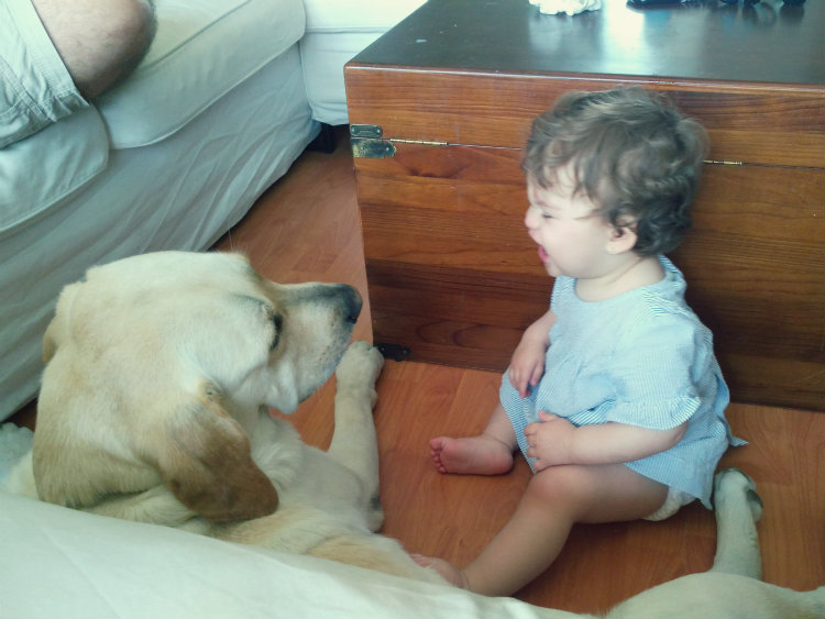 Perro Labrador y bebé