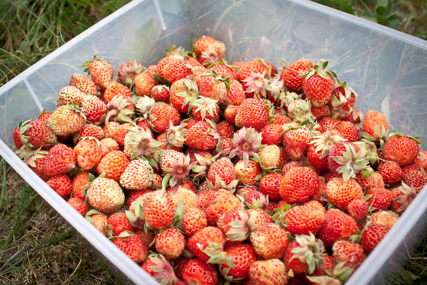 Knit Nat Wild Alaska Strawberries I love this state!