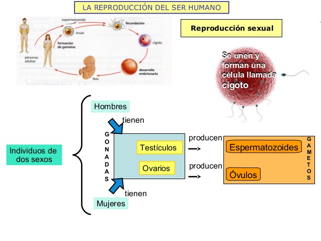 Aspectos Biofisicos De La Reproduccion Humana leyo1982.blogspot.com