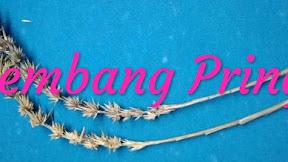 √ [PRING] Khasiat Kembang/Bunga Bambu Kuning Untuk Rejeki