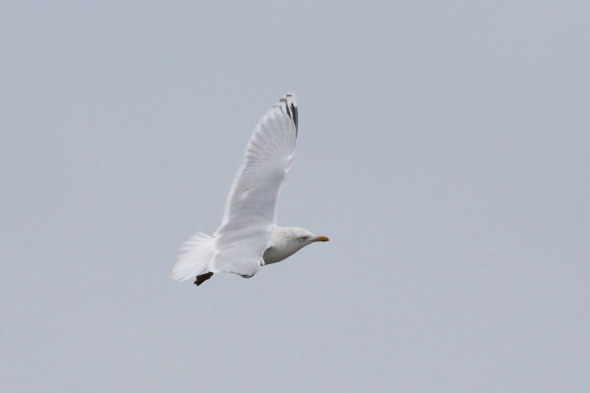 adult Glaucous x Herring Gull (hybrid)