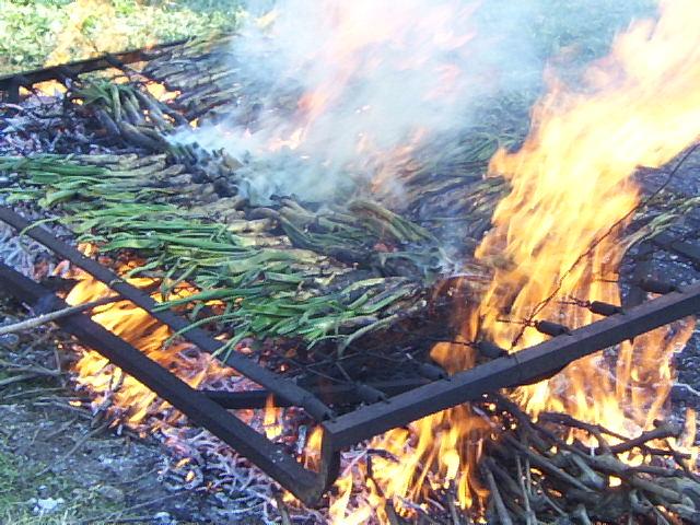 CALCOTS+FOC.JPG