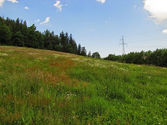 Stoki Iłowca. Polana na skraju lasu. Stoki Iłowca. Polana na skraju lasu.