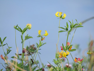 wildflower wednesday photography identification