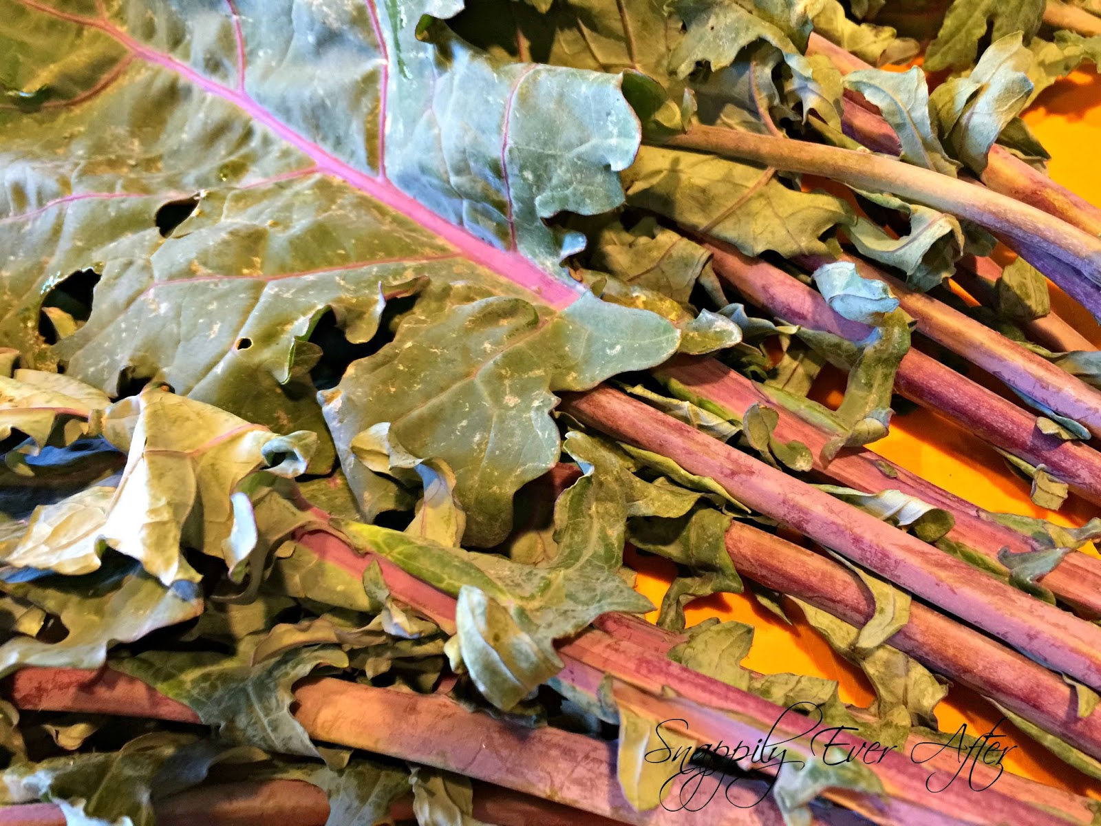 Snappily Ever After How to Clean Your Kale Ahh Bugs!!