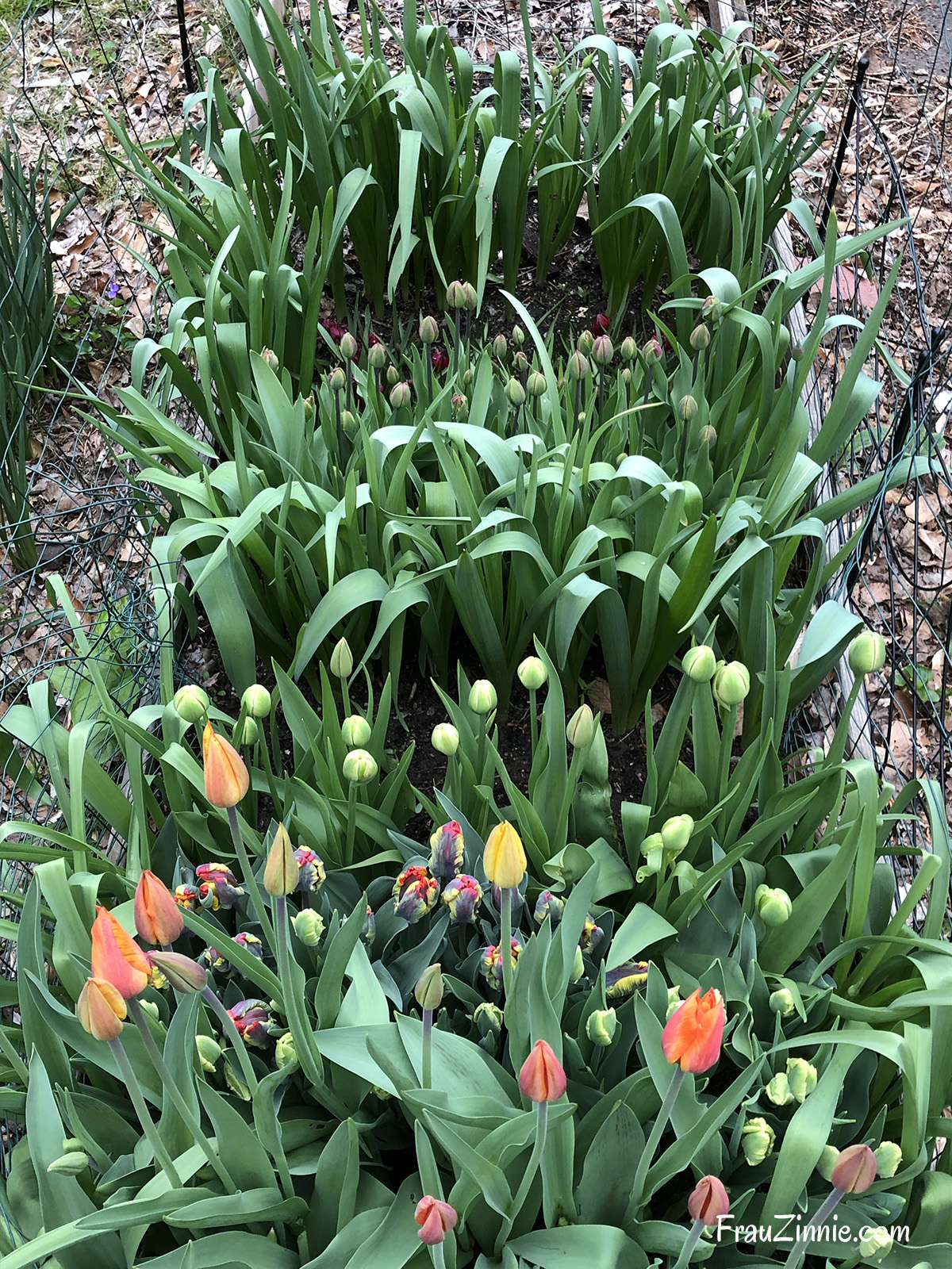 How to successfully grow tulips as cut flowers in your garden Frau Zinnie