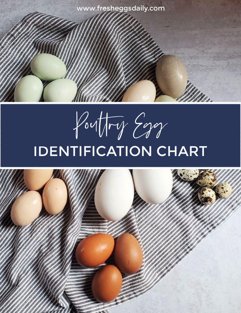 Poultry Egg Identification Chart Chicken Duck Goose Quail Turkey Emu