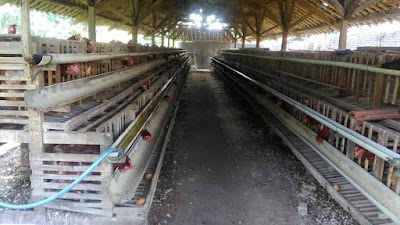 Ternak Ayam Petelur rumahan modal kecil