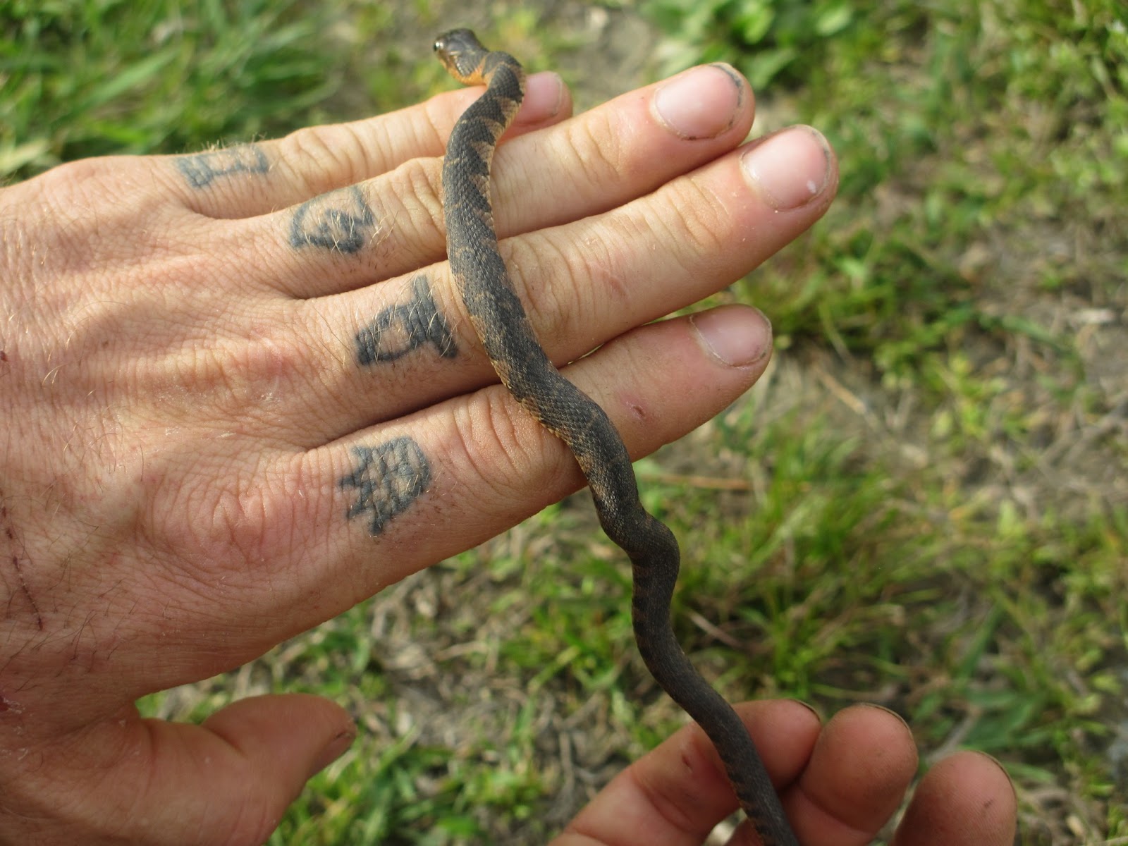 Triangle Naturalist Return To Mason Farm Chapel Hill NC 