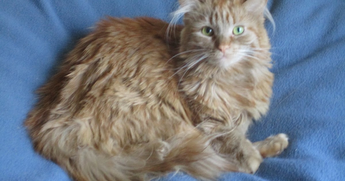 TCC America's Favorite Pet Contest