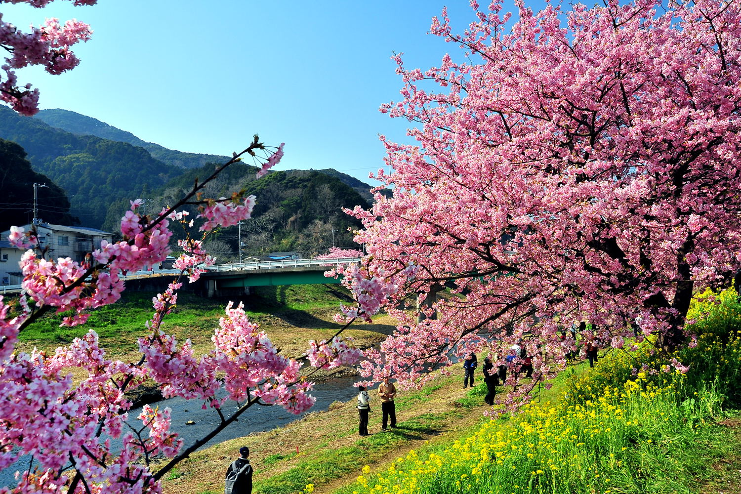 Сакура самая. Сакура кустовая "Ханами". Японская Сапура дерево. Сакура цветение сад. Япония Сакура.