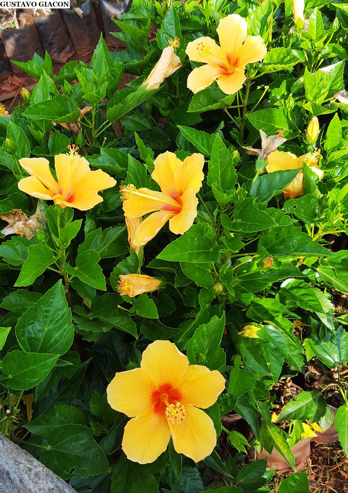 Viveiro Ciprest - Plantas Nativas e Exóticas: Hibisco Laranja ou Amarelo de  Centro Laranja ( Hibiscus rosa-sinensis )