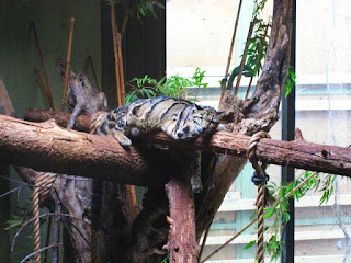 Toronto Hayvanat Bahçesi, Kanada'da bir ağaç gövdesinde istirahat eden Dumanlı pars