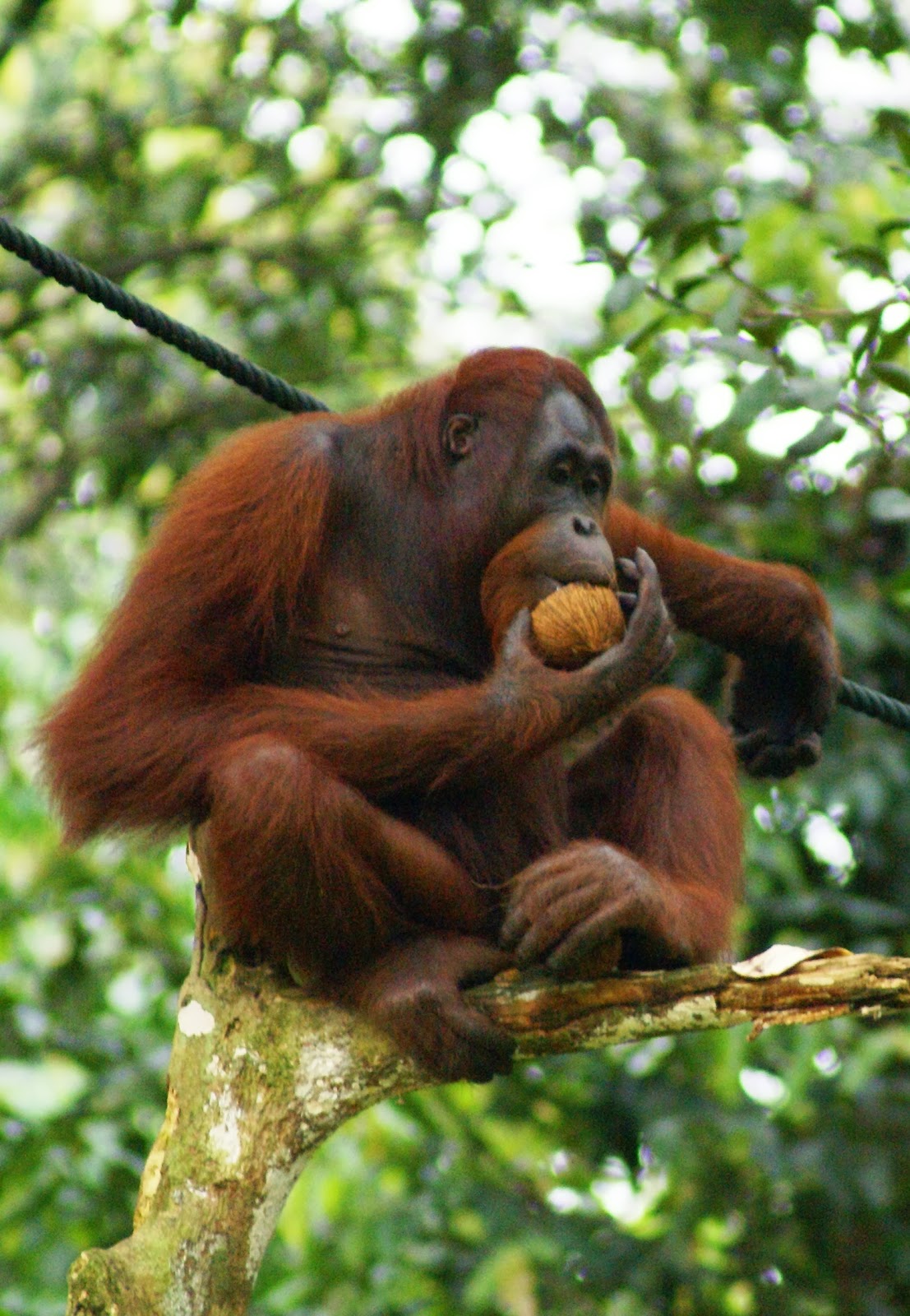 Galeri Foto Borneo: Fauna Asli Kalimantan ( Burung Engang )