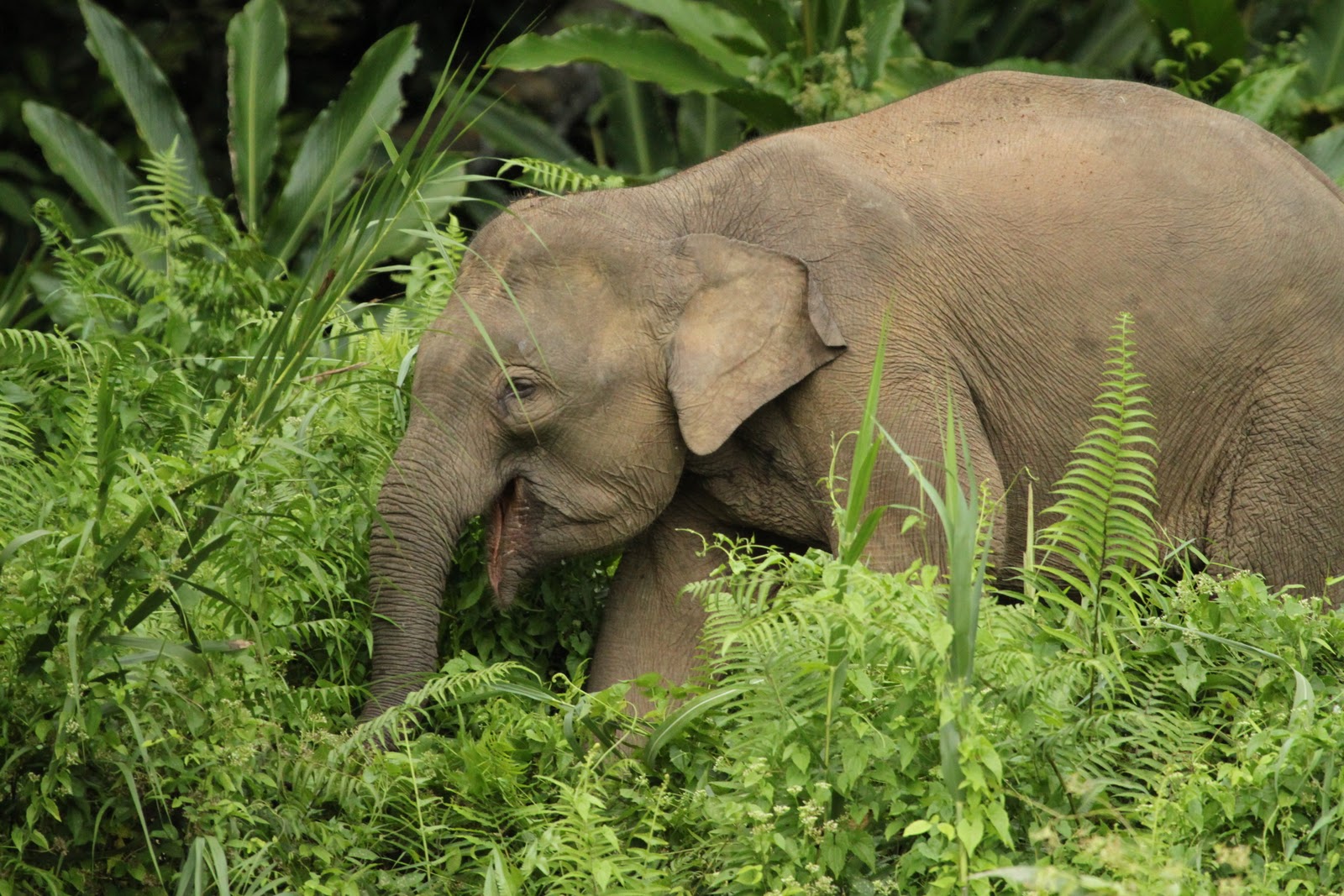 Borneo Elephant The Biggest Animals Kingdom
