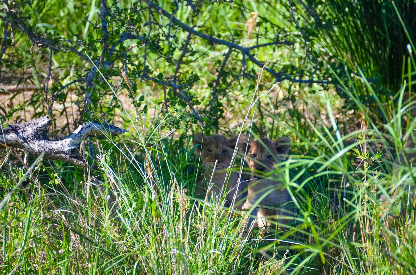 lion cubs in kruger
