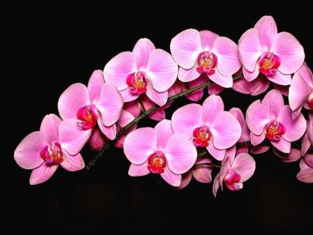 20 Gambar  Foto  Bunga  Anggrek  Yang Cantik Ayeey com