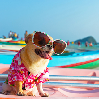 Dog wearing beach shirt and sunglasses