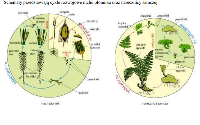 Biologia: Mszaki i paprotniki