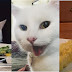 Conheça Smudge, o gato do meme do momento que sempre grita para vegetais