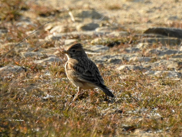 lesser short-toed lark