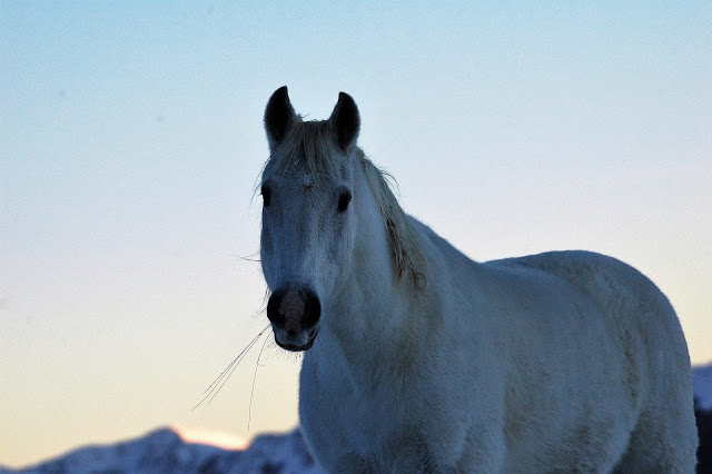 Cavallo Selvaggio Pescasseroli Abruzzo
