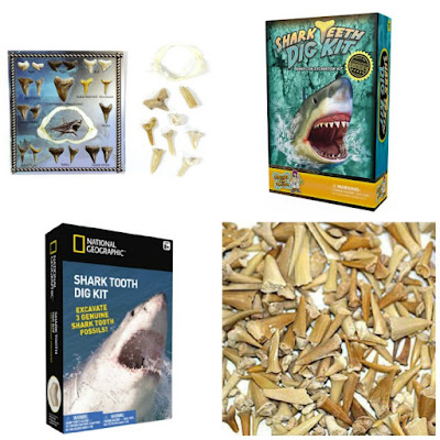 shark teeth gifts and resources for kids.