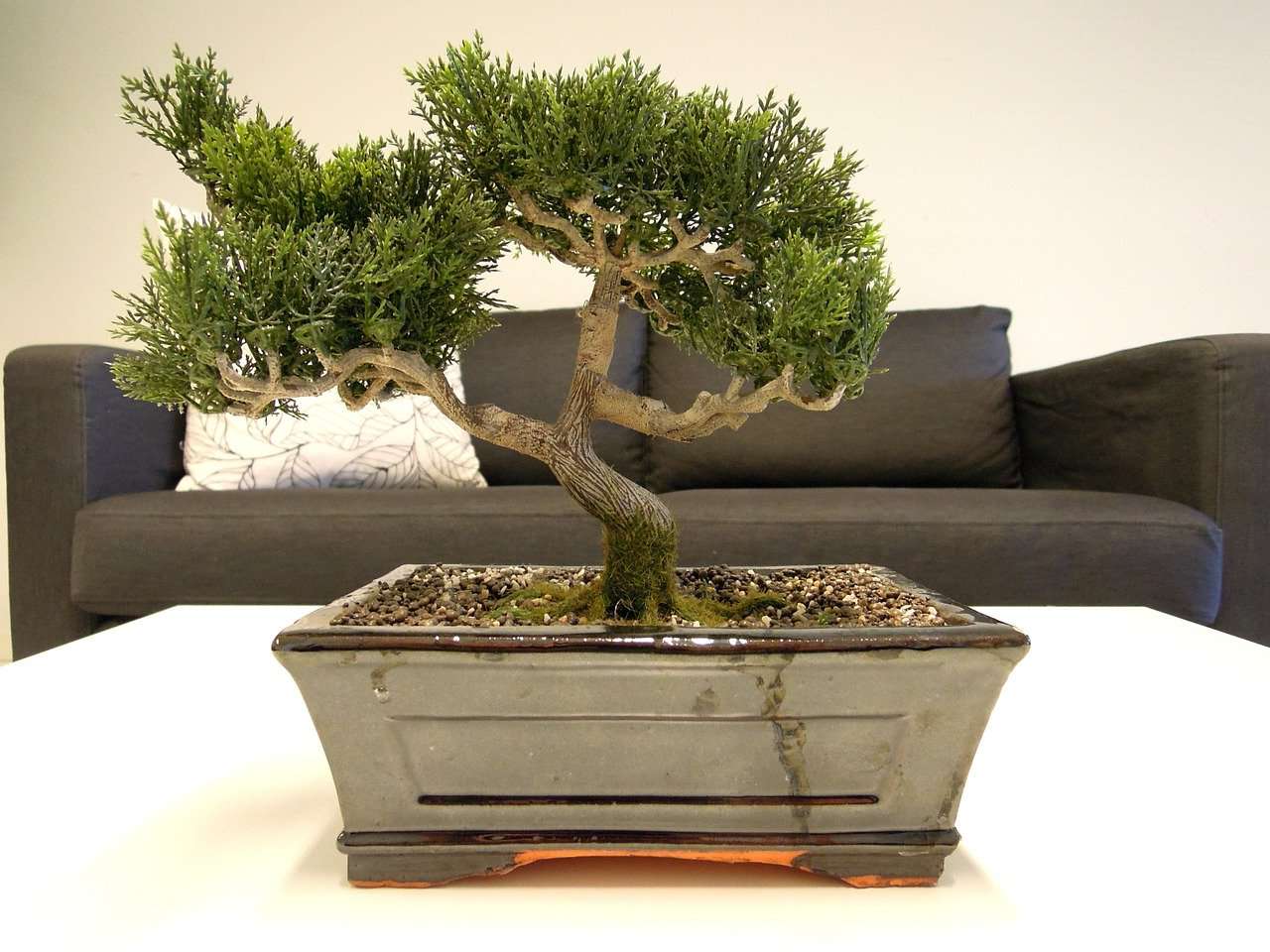cara-memelihara-tanaman-bonsai.jpg