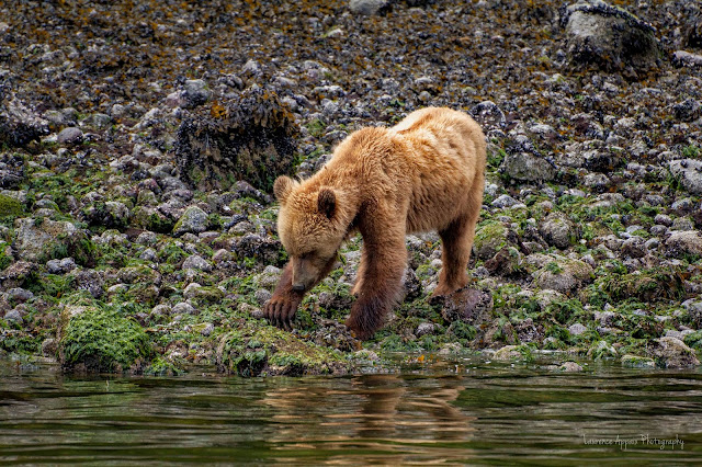 grizzly bear, Knight Inlet, British Columbia, wildlife, cub